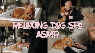 my first ASMR :) calming pomeranian grooming (whisper + soft spoken) (please be nice!)