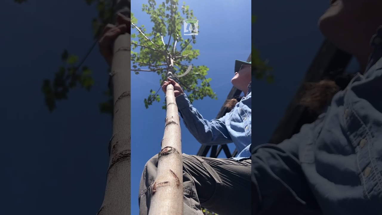 Autumn Flame Maple! Great for shade on hot sunny days & one of the first to turn in fall 