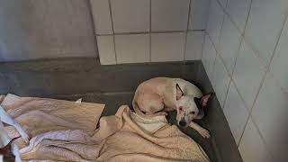 Acs A789518