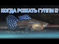 КОГДА ОТСАЖИВАТЬ РОЖАТЬ ГУППИ ??? КОГДА РОДИТ ГУППИ