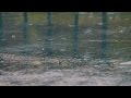 Raining On Street Pavement Sounds For Sleeping Relaxing Water Drops Heavy Downpour Ambience Raining On Street Pavement Sounds For Sleeping Relaxing Water Drops Heavy Downpour Ambience