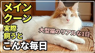 実際に大型猫メインクーンを飼うとこんな1日が待っています。