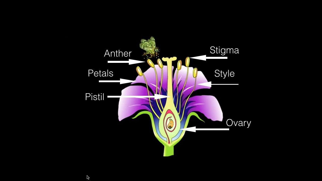 Plant Reproduction YouTube