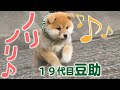 【柴犬・豆柴】気ままな豆助もやっぱりかわいい【癒し】[Shiba Inu / Mameshiba/Puppy]