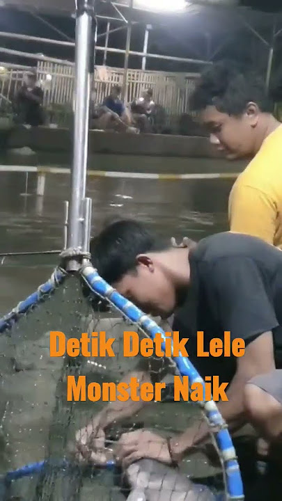Detik Detik Lele 12 Kg Naik #mancing #galatama #memancing #mancingmania #lombamancing #shorts #short