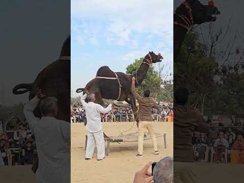 Video: Kamieļu safari Džaisalmerā un Bikanerā: kas jāzina