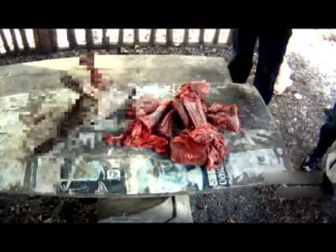 შველზე ნადირობის კიდევ ერთი ფაქტი - გამოვლენილია ბრაკონიერთა ჯგუფი