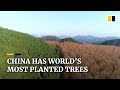 As China continues planting trees, 23% of the country is now covered in forest