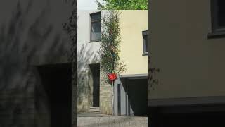 1 мая в Германии [Часть 2]традиции #германия#1мая#традиции#праздник