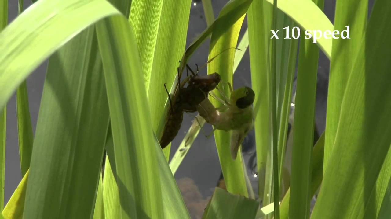 The Emperor Dragonfly Emergency