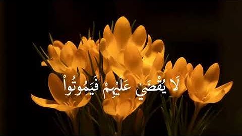ماتيسر من سورة فاطر برواية قالون عن نافع