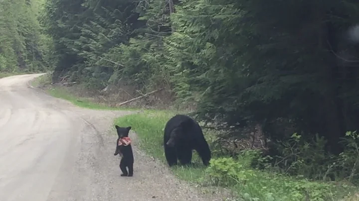 A Momma Bear and Her Baby || ViralHog