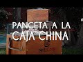 PANCETA Y COSTILLAS A LA CAJA CHINA | GRILLCORP