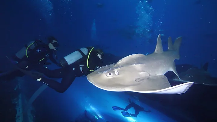 My Dive With The Gentle Giants