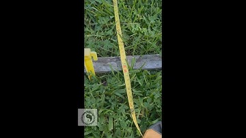 8m No Spin throw! Hot and Humid so only throwing for a few minutes at a time! #solismartialartsclub