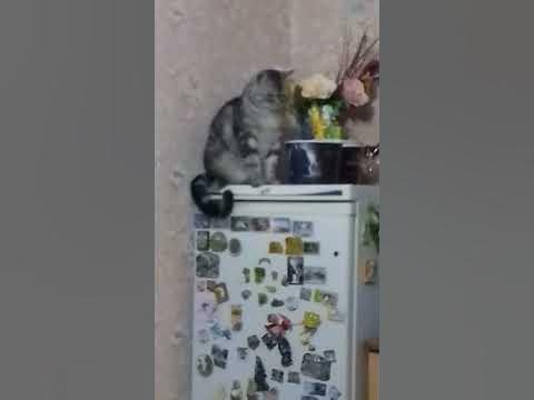 Самий красивий кіт - YouTube