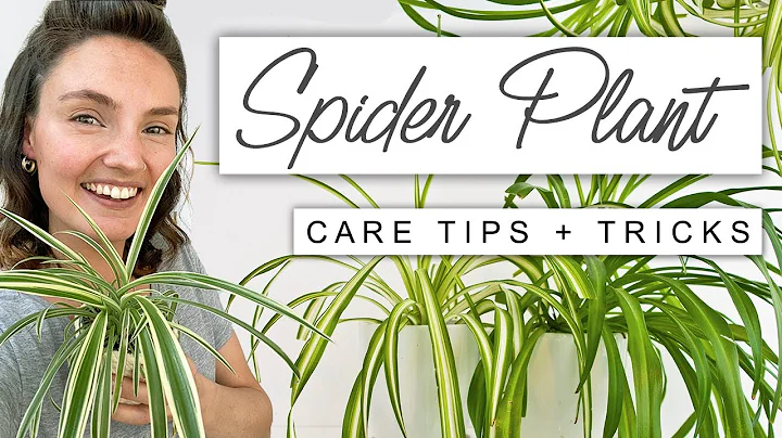 Best TIPS For Spider Plant 🌱 Complete Care For Spider Plant - DayDayNews