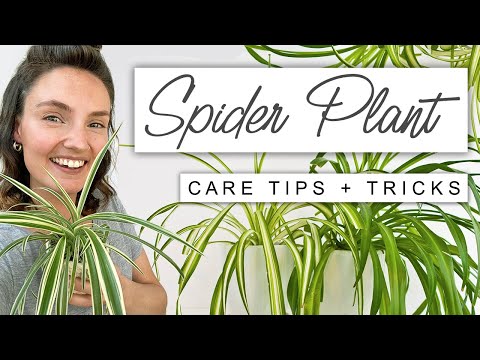 Best TIPS For Spider Plant ? Complete Care For Spider Plant