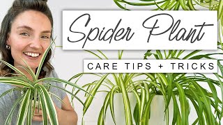 Best TIPS For Spider Plant  Complete Care For Spider Plant