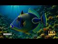 ANIMALES HERMOSOS DEL OCÉANO Criaturas Marinas INCREIBLES Documental Episodio 2 