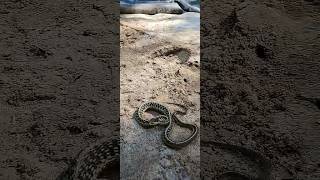 the sandbox snake - no sand castle construction today.