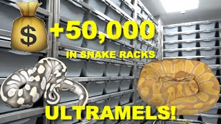 Famous Over $50,000 In Snake Racks! Ultramel Featured Morph! Wealth
