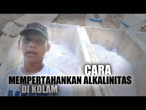 CARA MEMPERTAHANKAN ALKALINITAS DI KOLAM BUDIDAYA