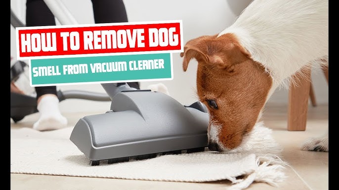 Easy Tricks to Remove Pet Odors in Your Home - This Old House