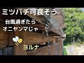 ミツバチ受難　台風過ぎたらオニヤンマがやって来た