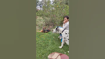 سوق المنصوره للكلاب 