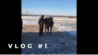 Tuesday morning chore vlog #1 - prepping feed and checking mares by The Frugal Farmstead 44 views 2 years ago 3 minutes, 33 seconds