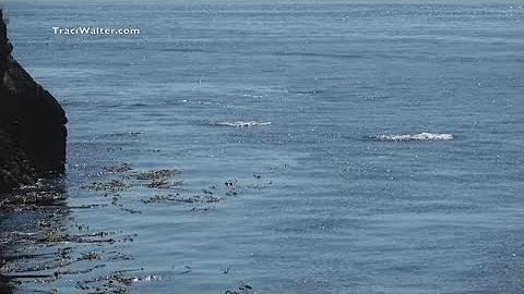 Ailing orca J50 spotted alive in Puget Sound - Vid...