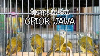 TERAPI OPIOR JAWA AGAR CEPAT BUNYI | TERAPI OPIOR JAWA BAHAN OMBYOKAN | OPIOR JAWA GACOR