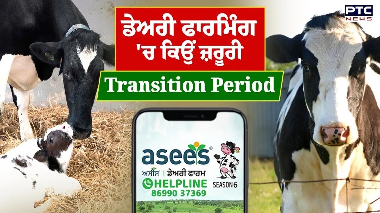 ਕੀ ਹੁੰਦਾ ਹੈ Transition Period ! 𝐀𝐬𝐞𝐞𝐬 𝐃𝐚𝐢𝐫𝐲 𝐅𝐚𝐫𝐦 𝐇𝐞𝐥𝐩𝐥𝐢𝐧𝐞 𝐒𝐞𝐚𝐬𝐨𝐧| 𝐀𝐬𝐞𝐞𝐬 𝐅𝐞𝐞𝐝| PTC Kitta Kirsani