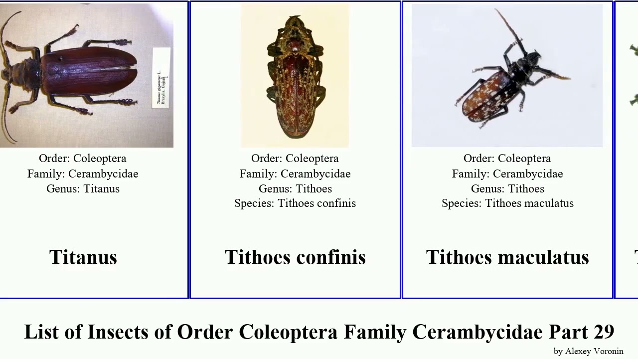 List of Insects of Order Coleoptera Family Cerambycidae Part 29 tmesisternus tetropium thylactus