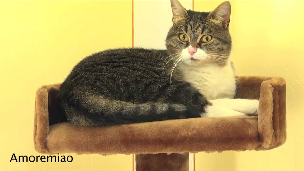 Gatto Spaventato Dai Suoi Miagolii Xd Youtube