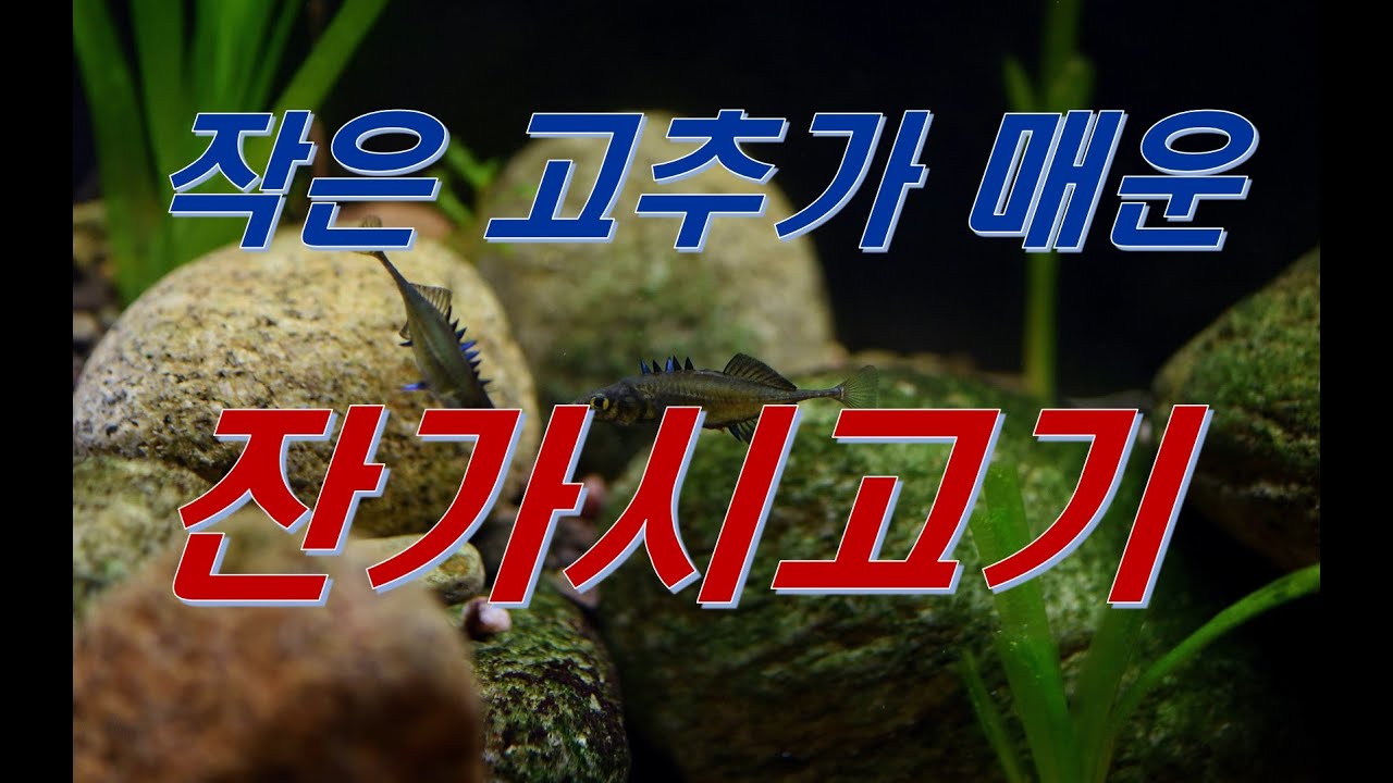 작은 고추가 매운 잔가시고기