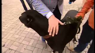 ТК Донбасс - Королевский дог и Евгений ТК Донбасс - Королевский дог и Евгений