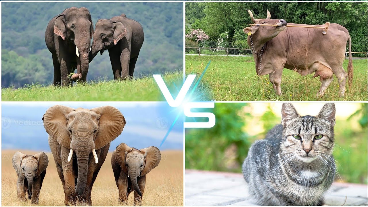 Ferdinand 🆚 Funny Horses 🆚 Funny Cow🆚 Elephant. Who In The Best👍Coffin Dance Song🔥🔥