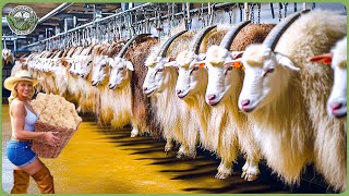 How Millions Of Goats Are Processed For Milk Cheese  Wool  Massive Goat Farming