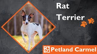 Tail Wagging Wonders: Rat Terrier Breed