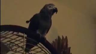 65 THE African Grey! Ruby, The Swearing Parrot  X Rated Parrot   2A