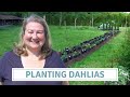 Planting Dahlias In A Massive No-Dig Flower Bed