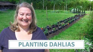 Planting Dahlias In A Massive No-Dig Flower Bed