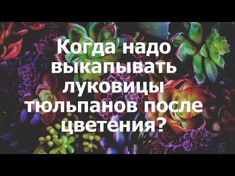 Вопрос: Всегда ли нужно выкапывать луковицы тюльпанов?