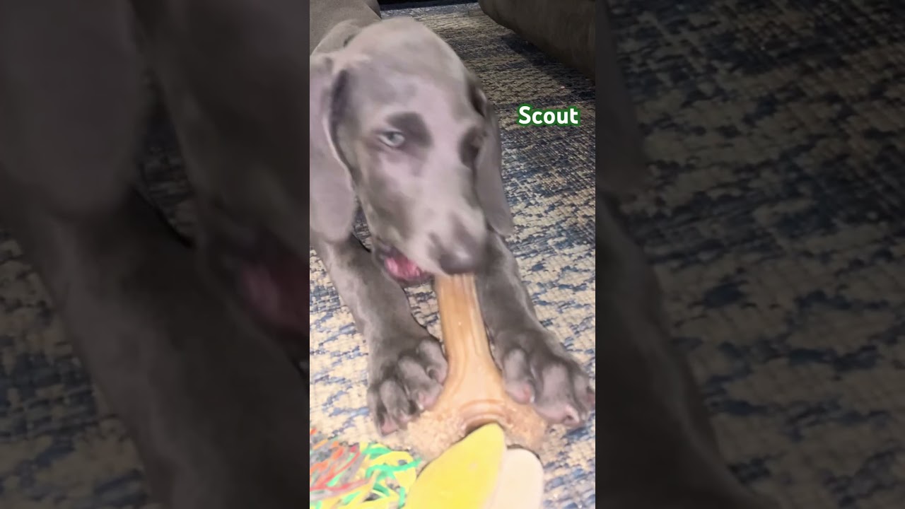 The life of a Weimaraner or a small fraction of it. 