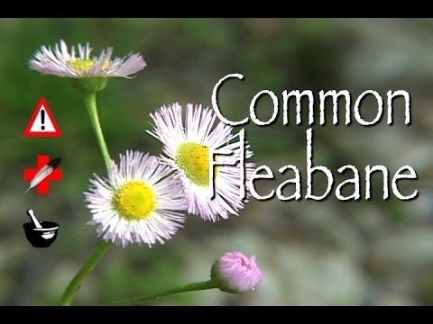 Common Fleabane: Medicinal, Cautions & Other Uses