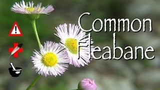 Common Fleabane: Medicinal, Cautions & Other Uses