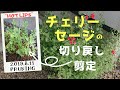 『チェリーセージ切り戻し』Pruning Salvia microphylla "HOT LIPS"