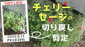 春を待つ 12月の庭作業 ガーデニング 花 チェリーセージの切り戻し ミニバラ剪定 Youtube